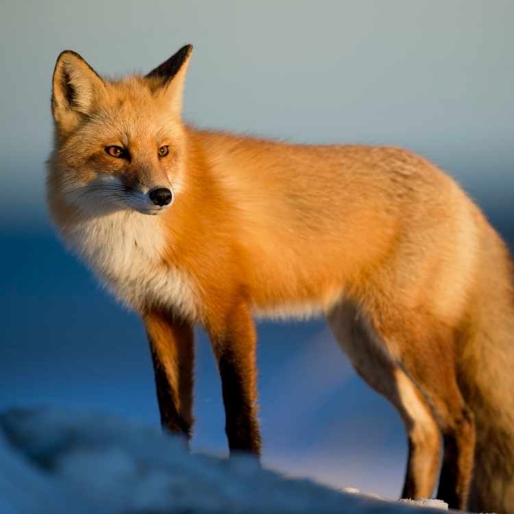 fox meaning