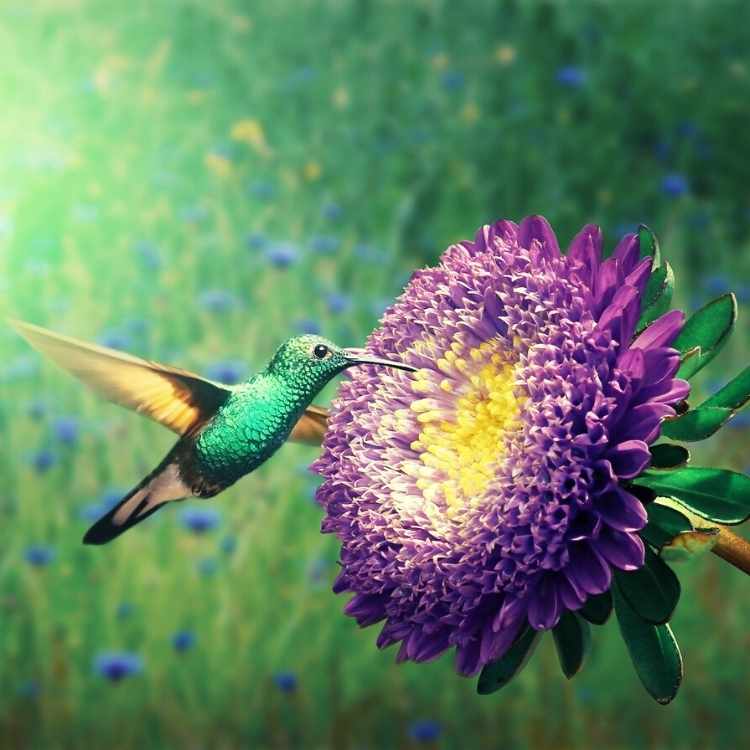 hummingbird symbolism change of heart
