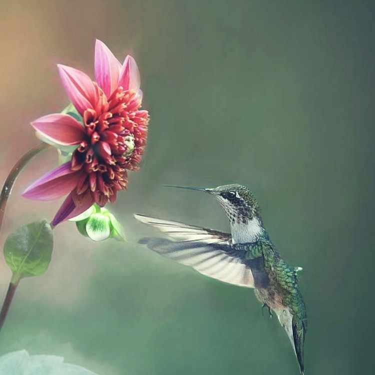 hummingbird seeing
