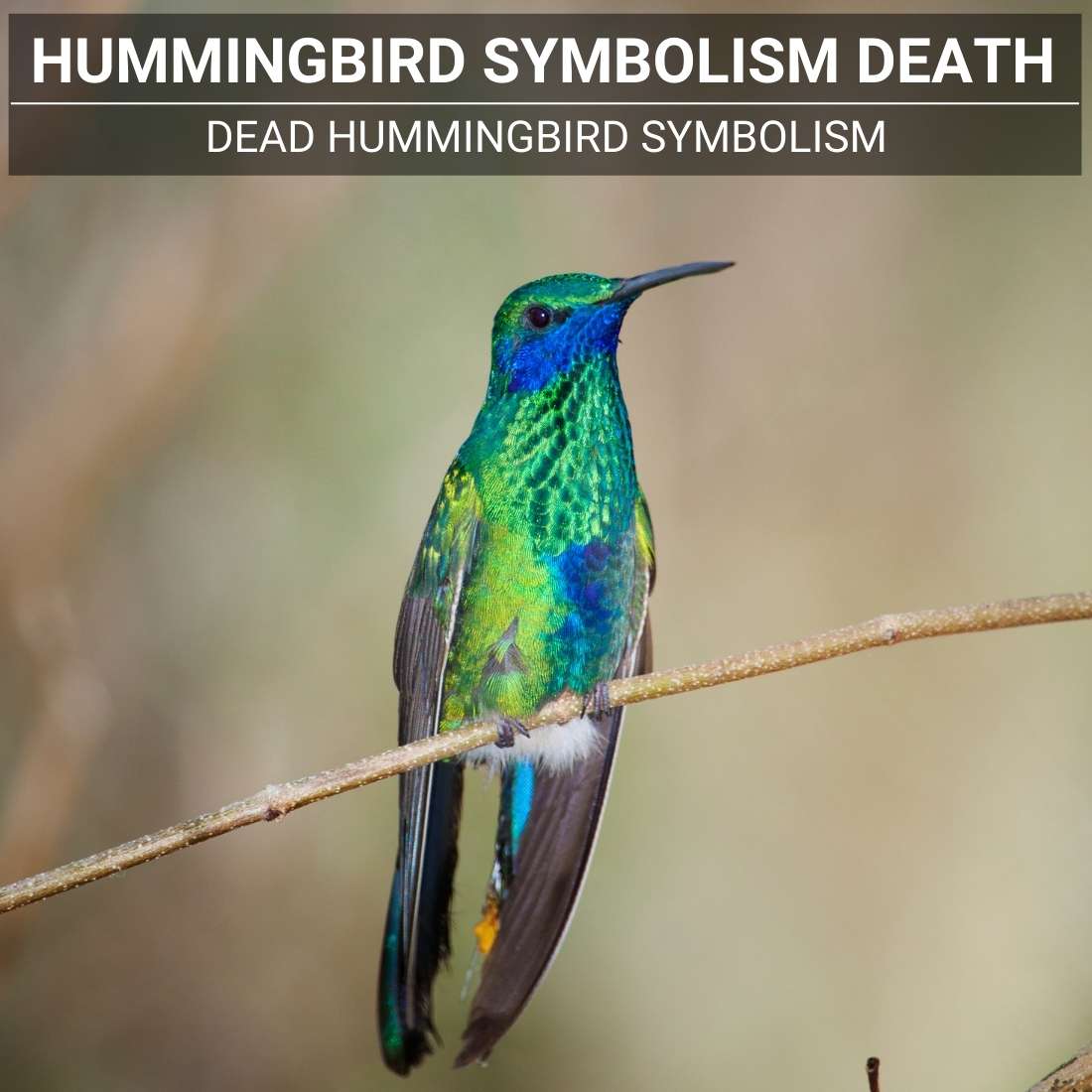 hummingbird symbolism death
