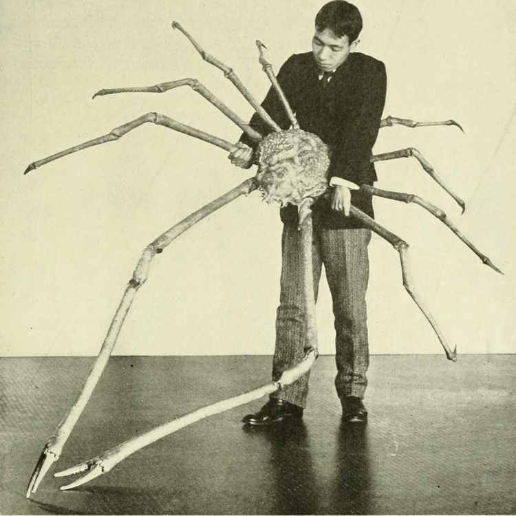 japanese spider crab