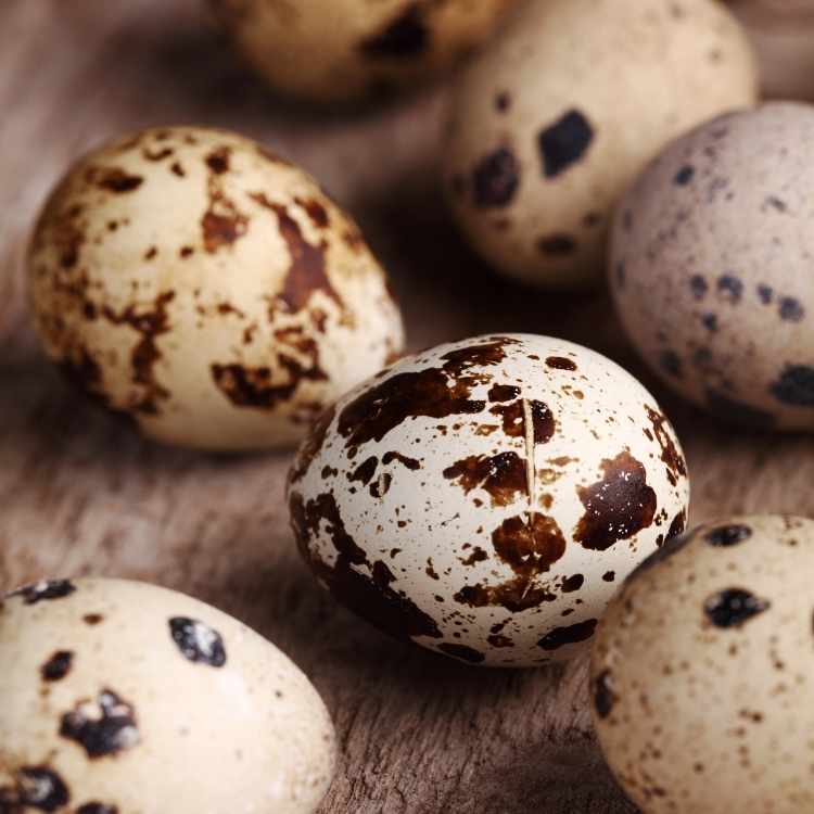 quail eggs Quail Symbolism - The Spirit Animal And Totem