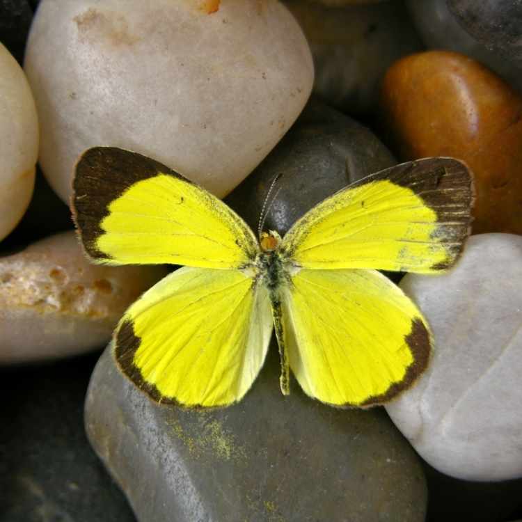 yellow butterfly pure
