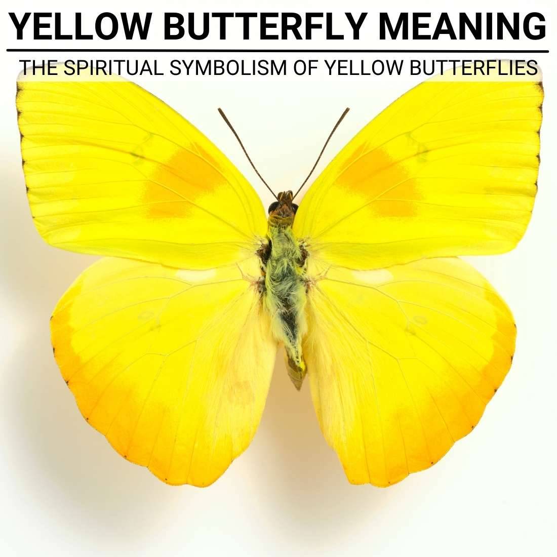 Yellow Butterfly Meaning The Spiritual Symbolism Of Yellow Butterflies