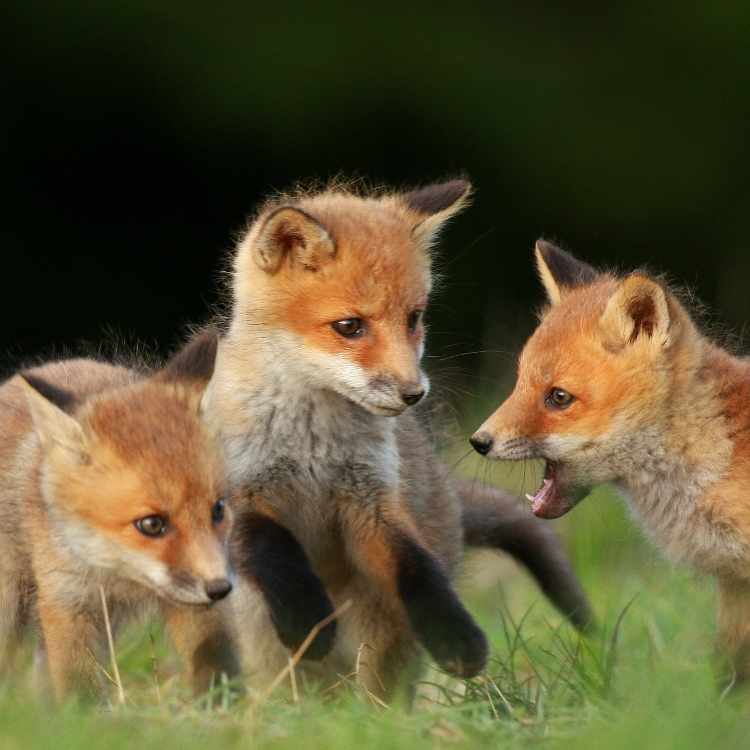 young foxes