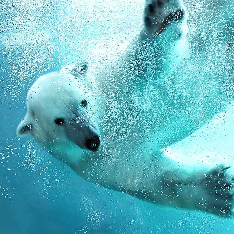 Animal totem polar bear