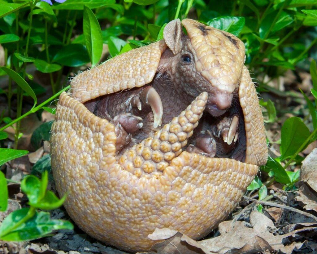 Armadillo dream meaning