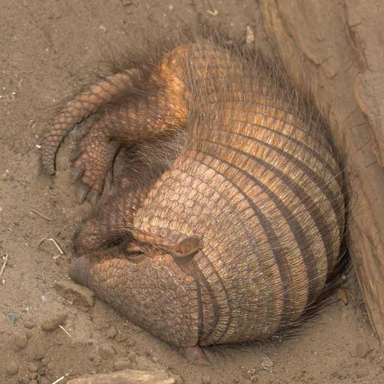 Armadillo spiritual symbolism