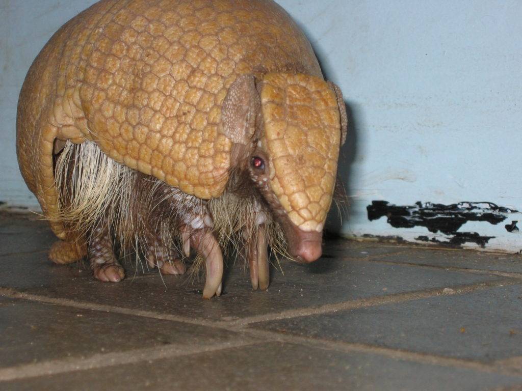 Armadillo spiritual totem