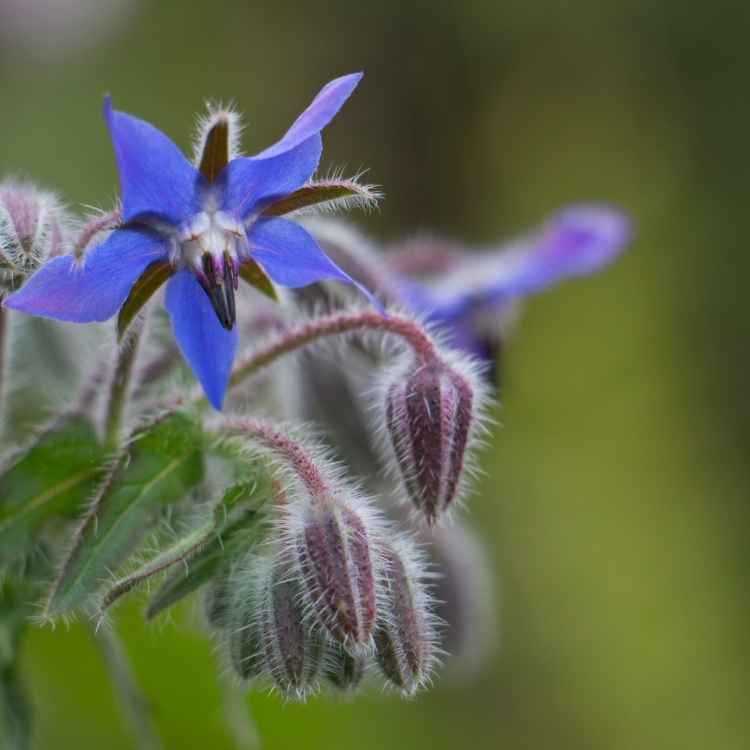 Borage