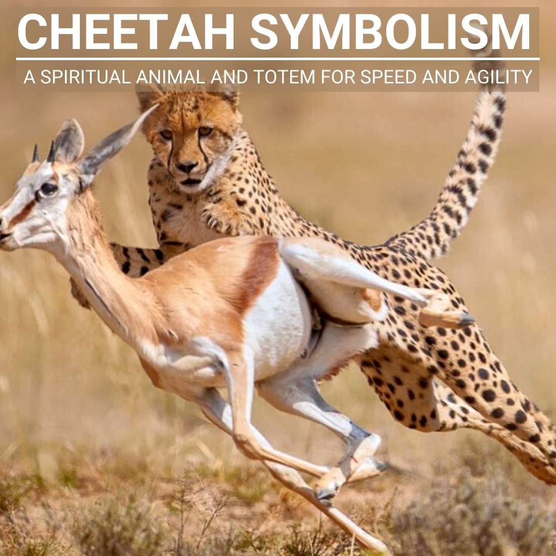 Cheetah Symbolism