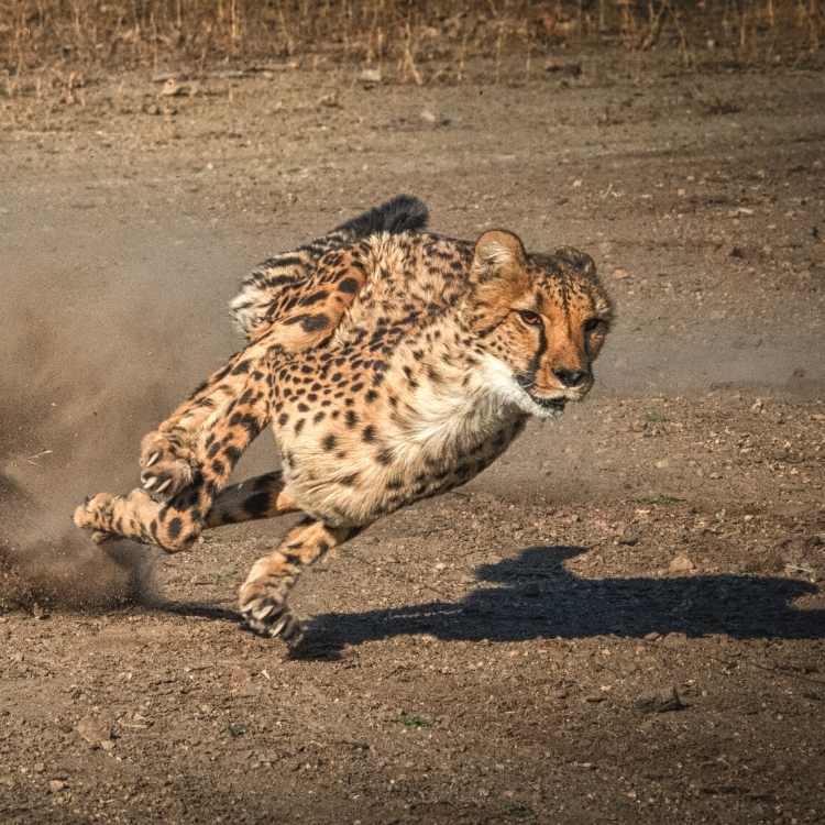 Majestic cheetah sitting alert on savanna at sunset, embodying the cheetah spirit animal energy