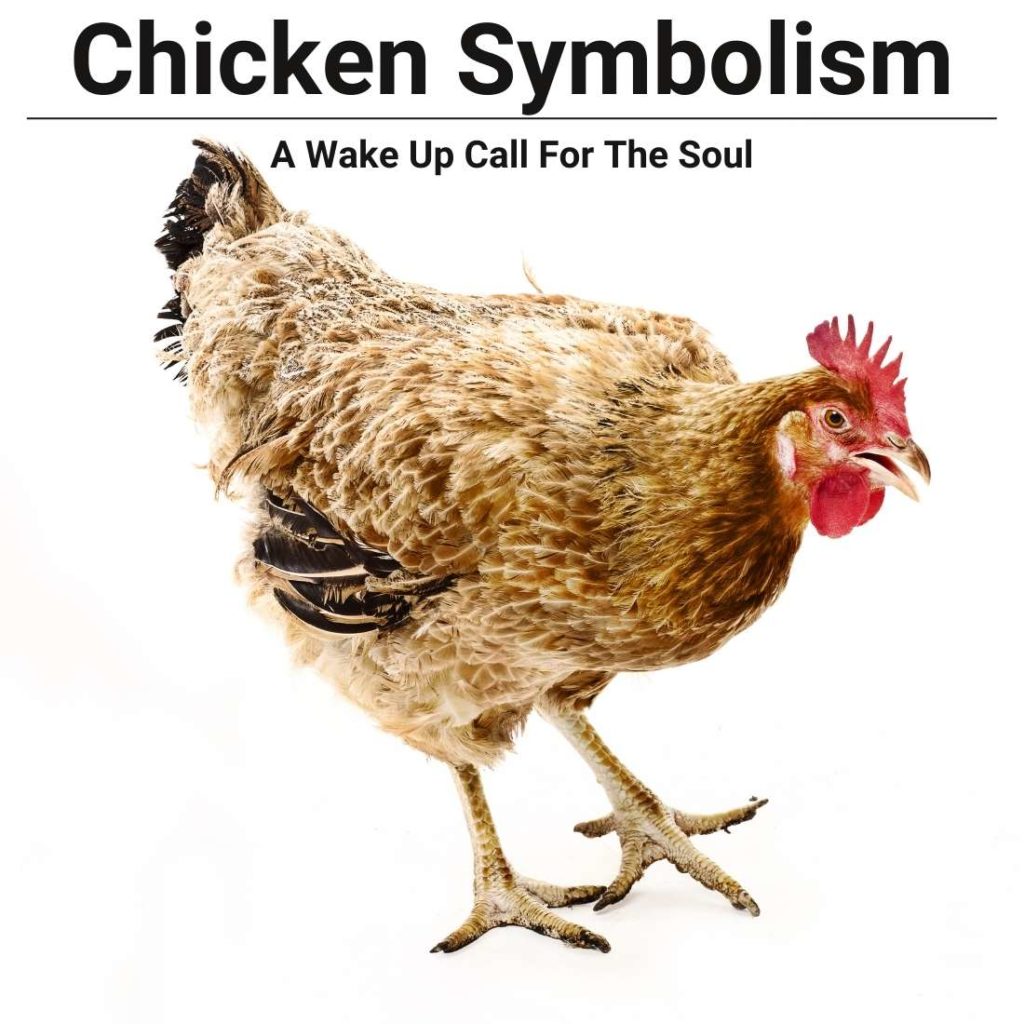 Chicken Symbolism