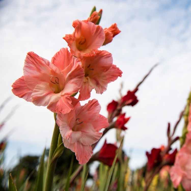 Gladiolus