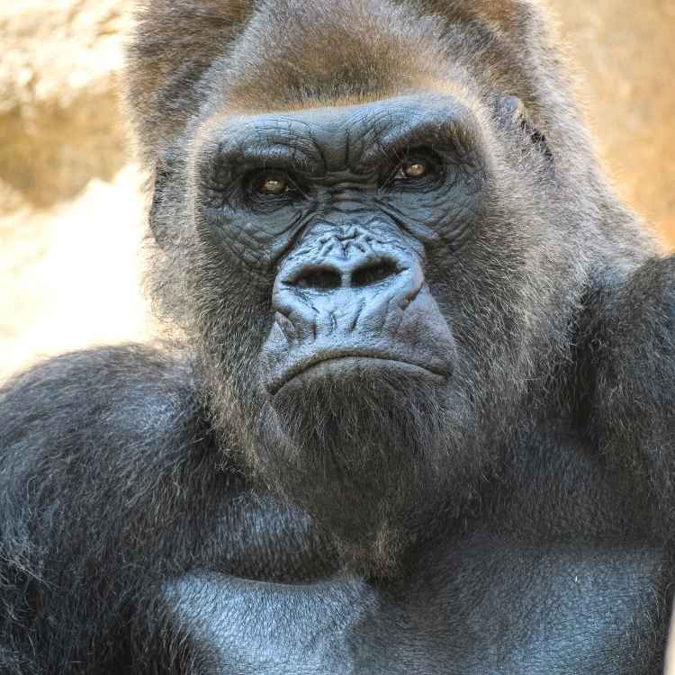 Gorilla emotional.