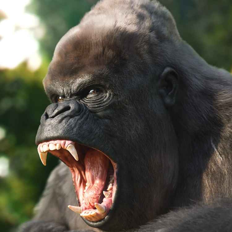 Gorilla