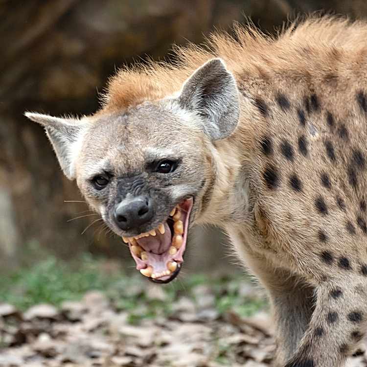 female hyena