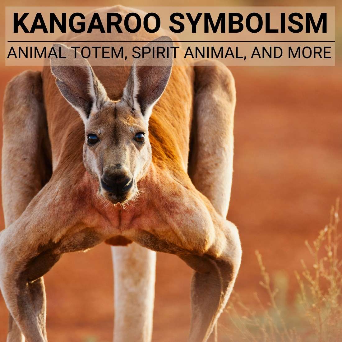 Kangaroo Symbolism: Animal Totem, Spirit Animal, And More Kangaroo Symbolism: Animal Totem, Spirit Animal, And More