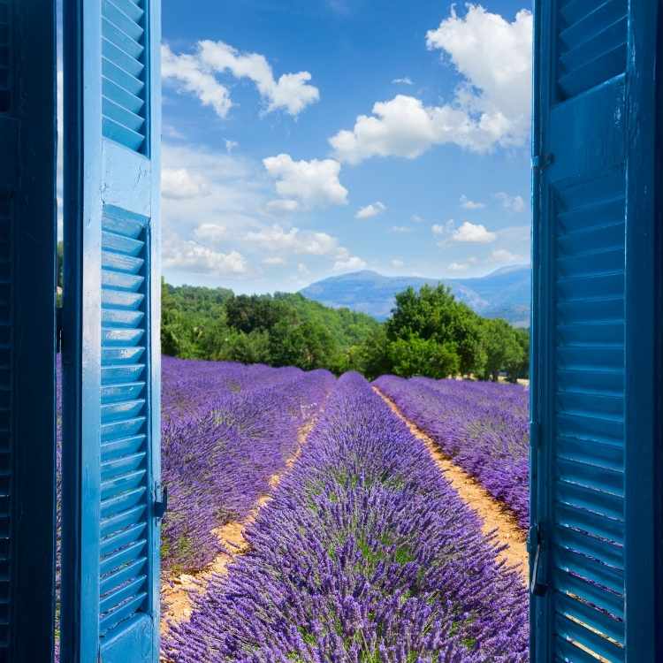 Lavender spiritual symbolism