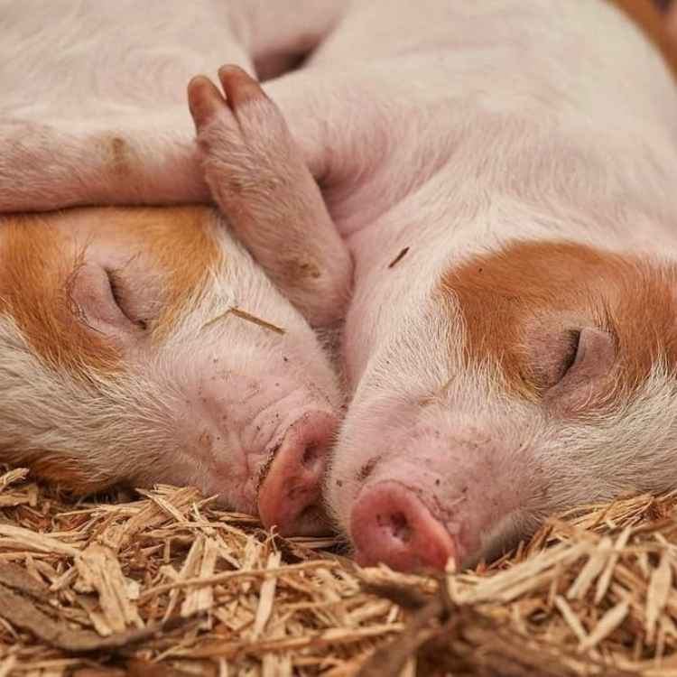 Meaning of dreaming of pigs
