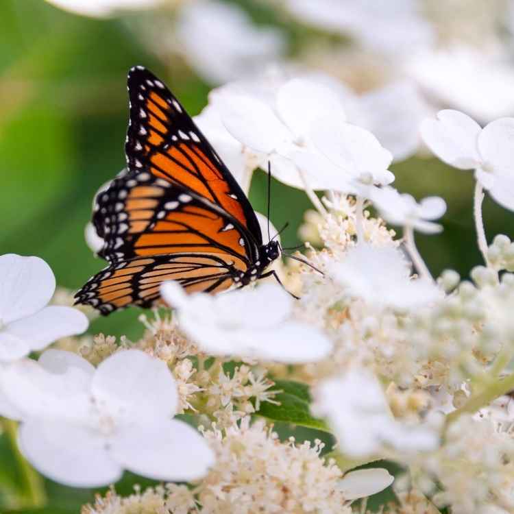 Monarch butterfly