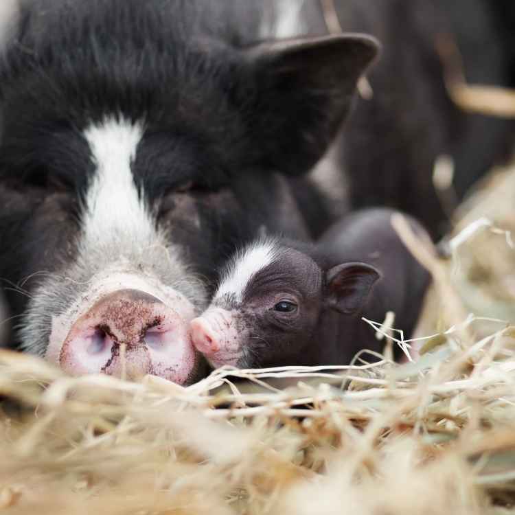 Pig animal totem Pig Symbolism: What Does A Pig Mean In Spirituality And Animal Totem