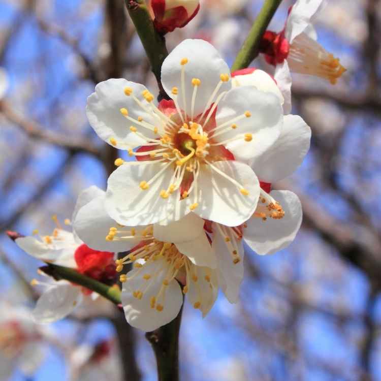 Plum blossoms resilience