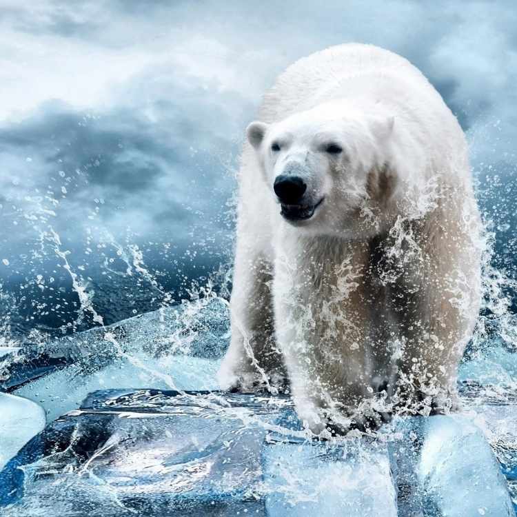 Polar bear spirit animal