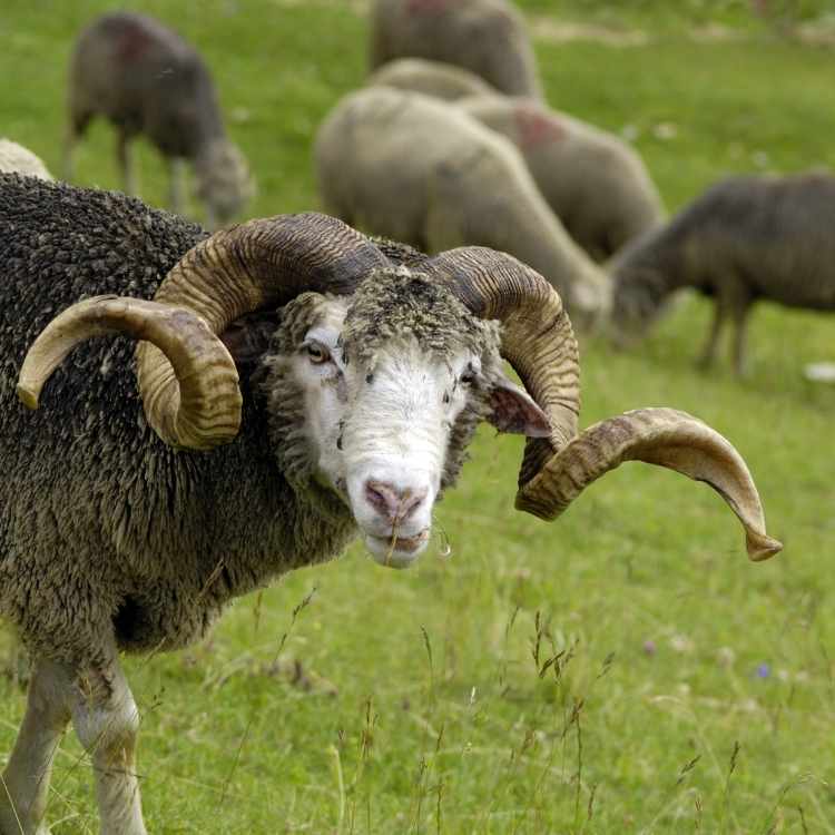 Ram animal totem Ram Symbolism: Ram Spiritual Meaning And Animal Totem