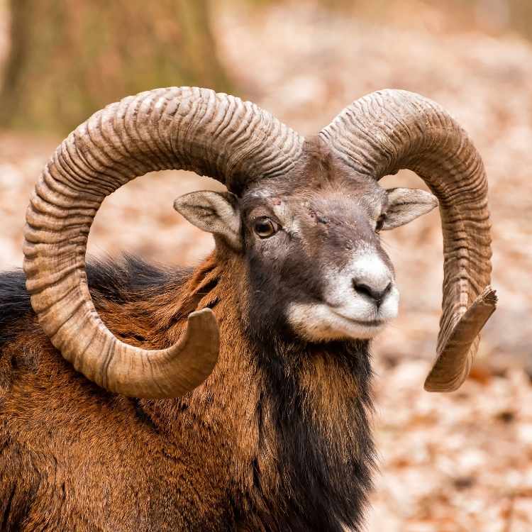 Ram spiritual symbolism