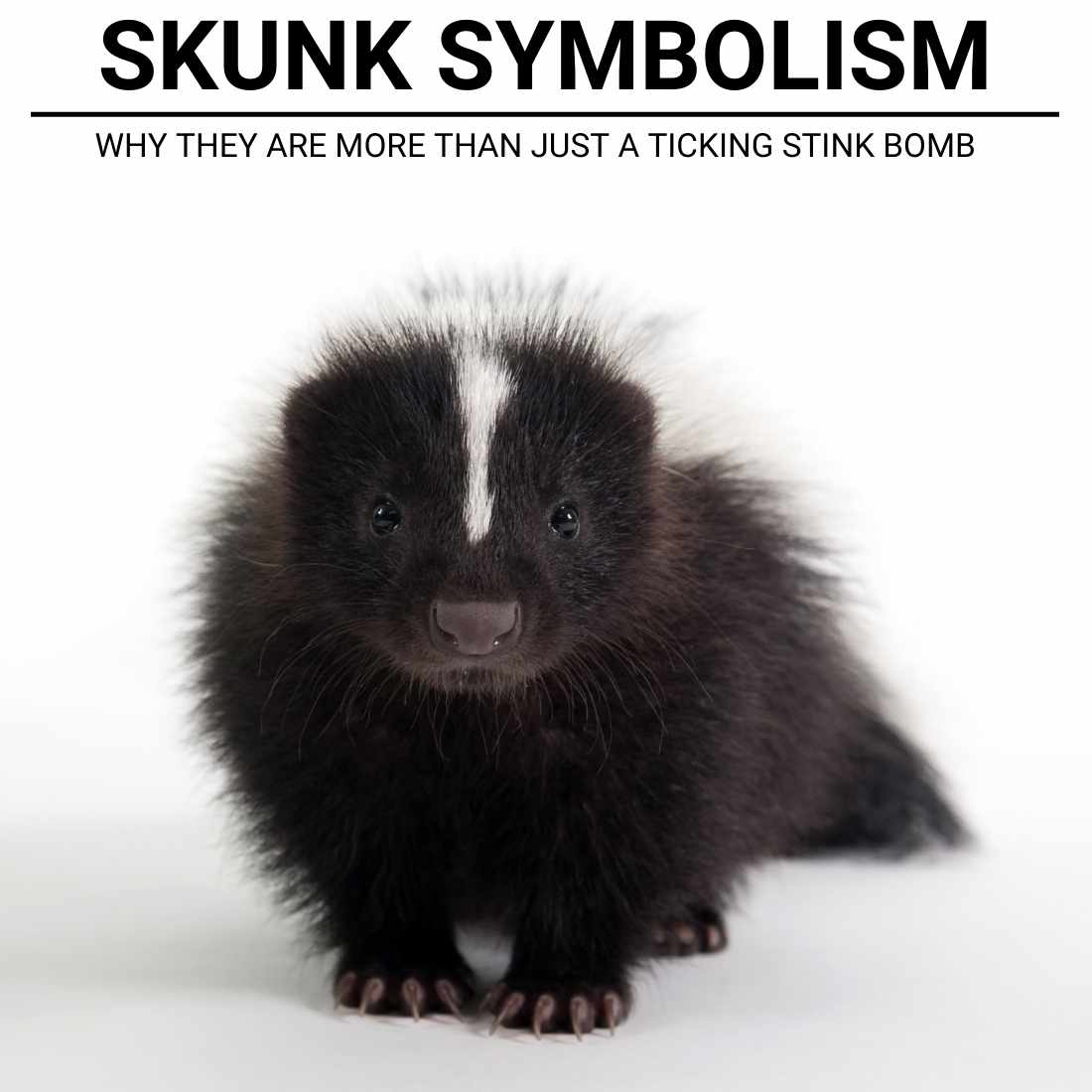 Skunk Symbolism: What Does A Skunk Mean Spiritually?