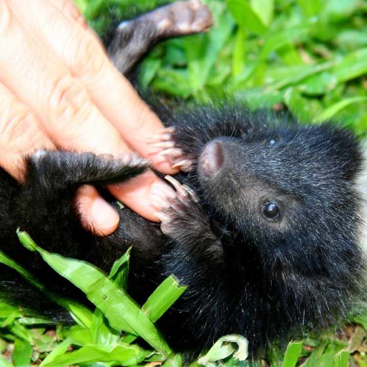 Skunk animal totem Unveiling Skunk Symbolism: Ancient Wisdom Behind Nature's Misunderstood Protector