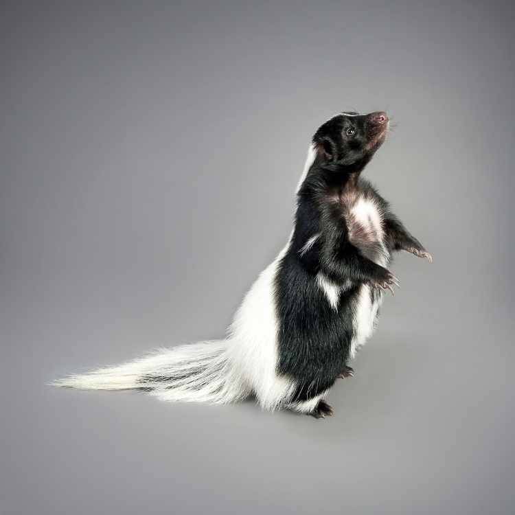 Skunk spiritual symbolism Unveiling Skunk Symbolism: Ancient Wisdom Behind Nature's Misunderstood Protector