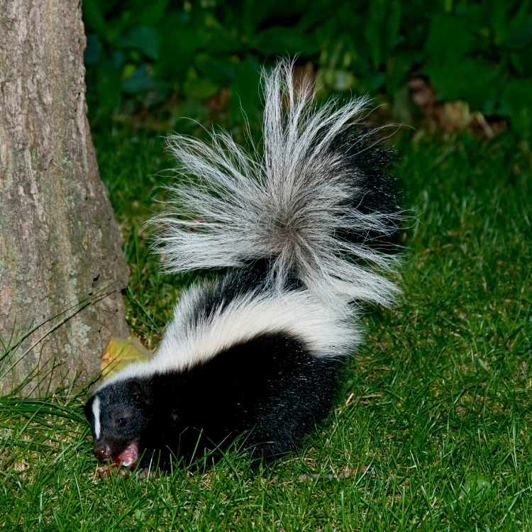 Skunk symbolism in different cultures Skunk Symbolism: What Does A Skunk Mean Spiritually?