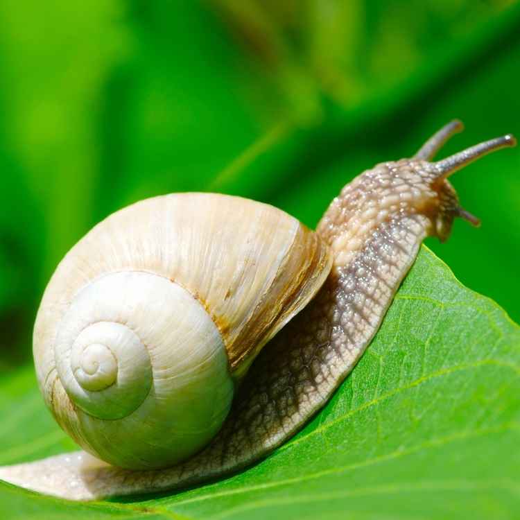 Snail