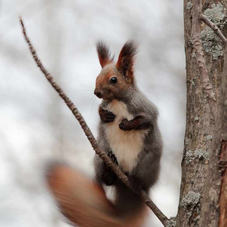 Squirrel greed