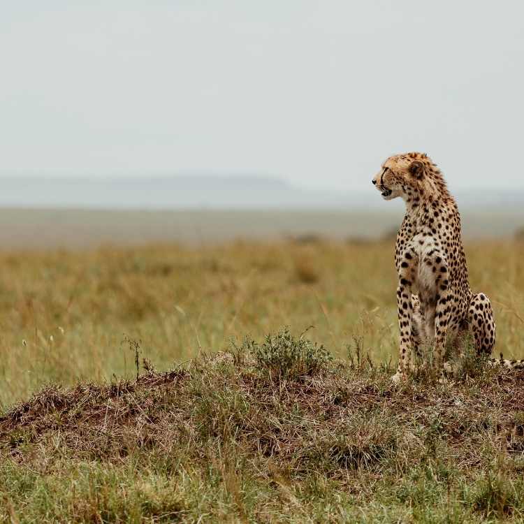 cheetah on the lookout