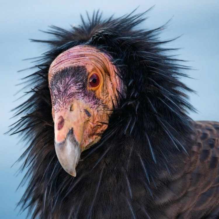 What Does A Condor Symbolize What Does the Condor Mean as a Symbolic Animal?