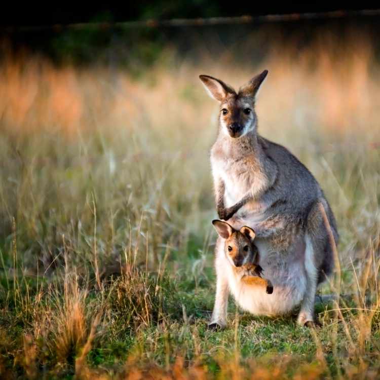 Kangaroo symbolizing strength and forward movement in nature