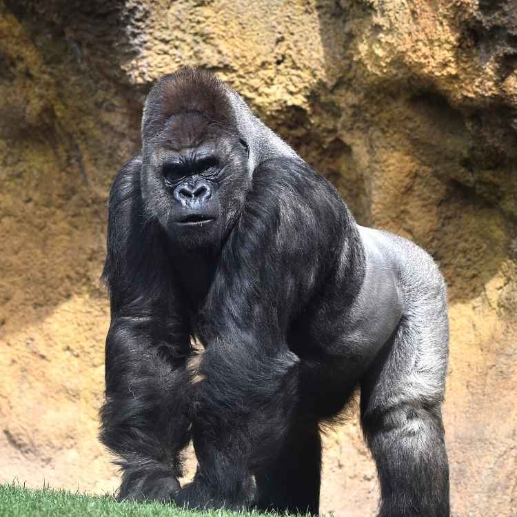 What-does-a-gorilla-symbolize