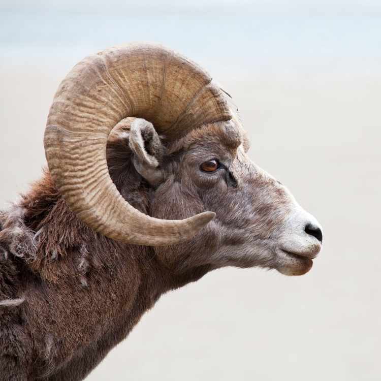 What does a ram symbolize The Ram's Spiritual Meaning: From Ancient Myths to Modern Dreams