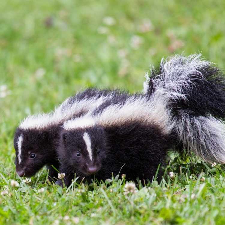 What does a skunk symbolize Unveiling Skunk Symbolism: Ancient Wisdom Behind Nature's Misunderstood Protector