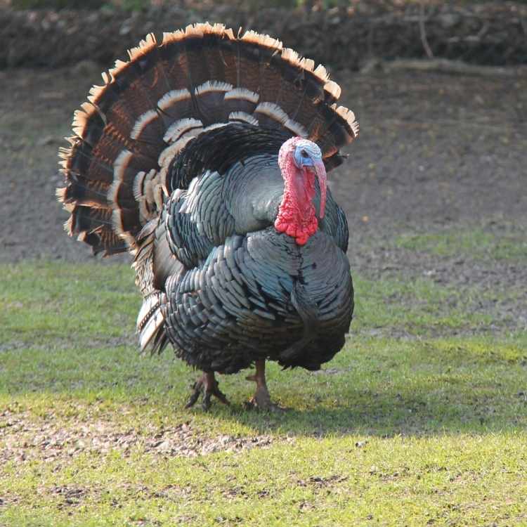What does a turkey symbolize Turkey Symbolism: What Does A Turkey Mean As A Spiritual Animal