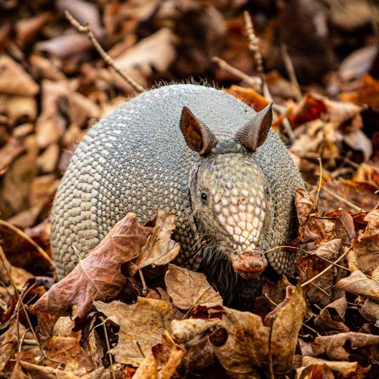 What does an armadillo symbolize What Does an Armadillo Mean Symbolically?