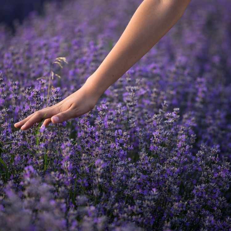 What does lavender symbolize