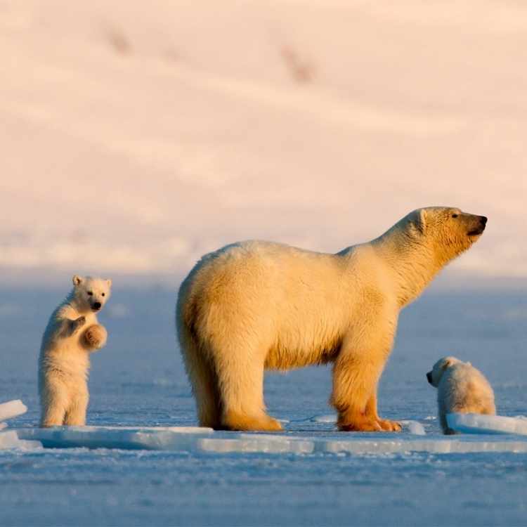 polar bear symbolism