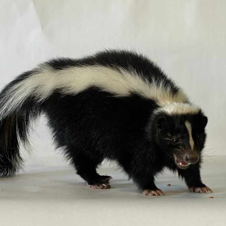 angry skunk