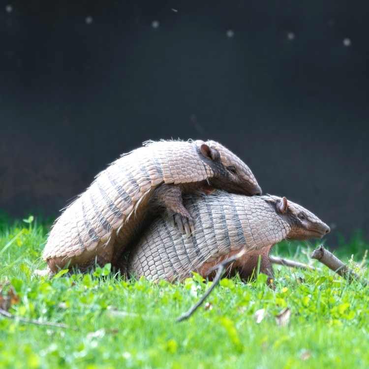 aramdillos mating