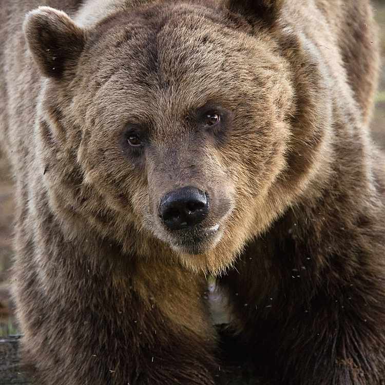 Bear representing inner strength and confidence