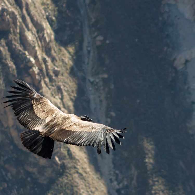 condor in flight What Does the Condor Mean as a Symbolic Animal?